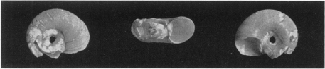 Fig. 21