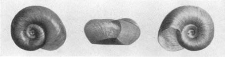 Fig. 23