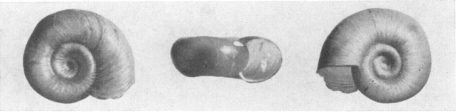 Fig. 11