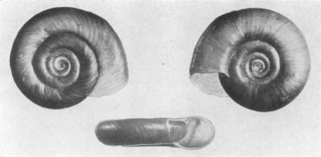 Fig. 36