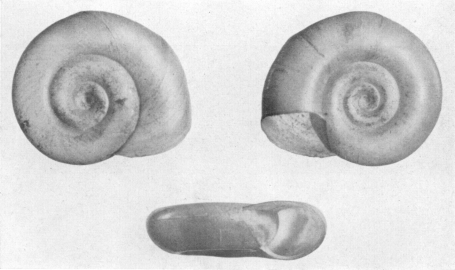 Fig. 32