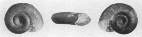 Fig. 18