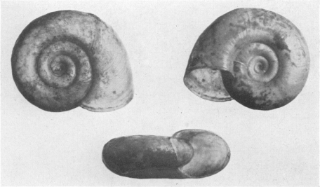 Fig. 28