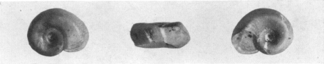 Fig. 22