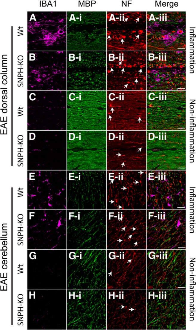 Figure 11.