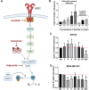 Figure 4. Cyclin E expression as potential drug resistance mechanism. A, ER, HER2, and CDK4/6 signaling diagram and targeted agents. Diagram was created with BioRender.com. B, Cyclin E expression increases in BT474 palbociclib and TR subclones. Cells were treated with drug concentrations increasing in a step-wise fashion. Palbociclib 1.3 represents 1–1.49 range, 1.8 represents 1.5–1.99 range, 2.3 represents 2–2.49 range, and 2.8 represents 2.5–2.99 range. C, Cyclin E expression in wild-type (WT) BT474 and (D) MDA-MB-361 after treatment with vehicle (V), tucatinib (T), palbociclib (P), fulvestrant (F) or combination of drugs. All experiements were performed in triplicate with ≥2 sets of protein lysates; data are mean ±SEM; #, P ≤ 0.05 compared with WT by a two-tailed t test.