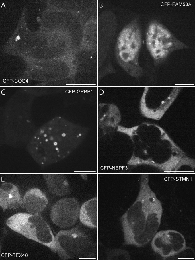 Fig. 5.