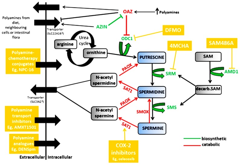 FIGURE 1