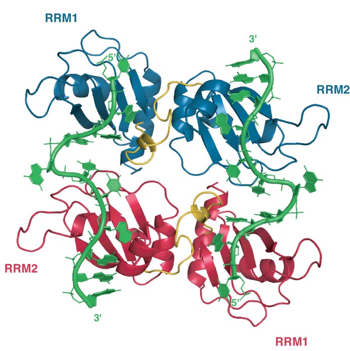 Appendix 1—figure 1.