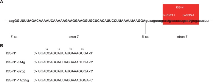 Figure 3—figure supplement 1.