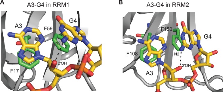 Figure 1—figure supplement 2.