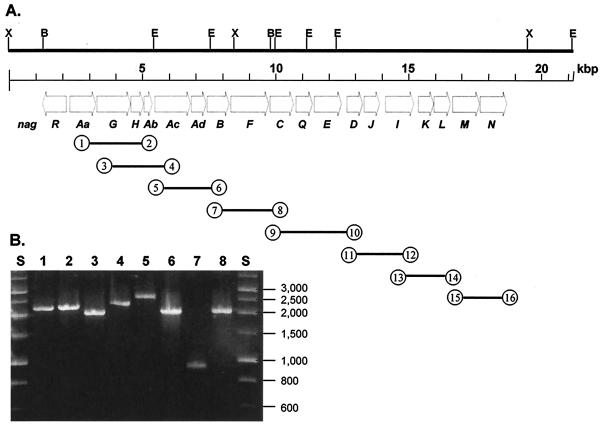 FIG. 1.