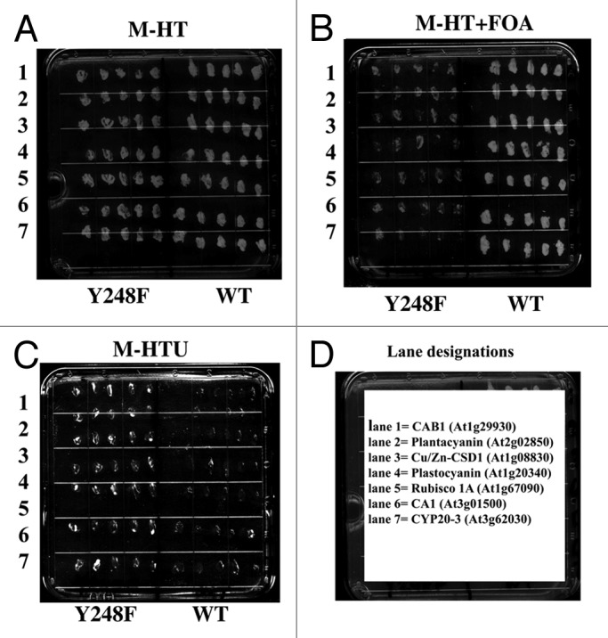 graphic file with name psb-8-e24012-g3.jpg