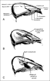 <sc>fig</sc> 6.