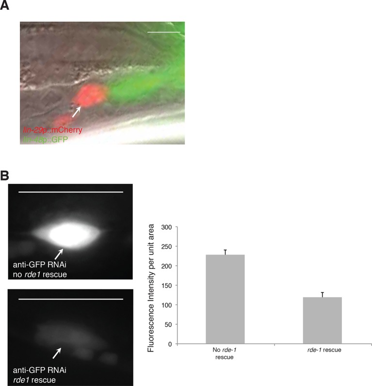 Figure 4—figure supplement 1.