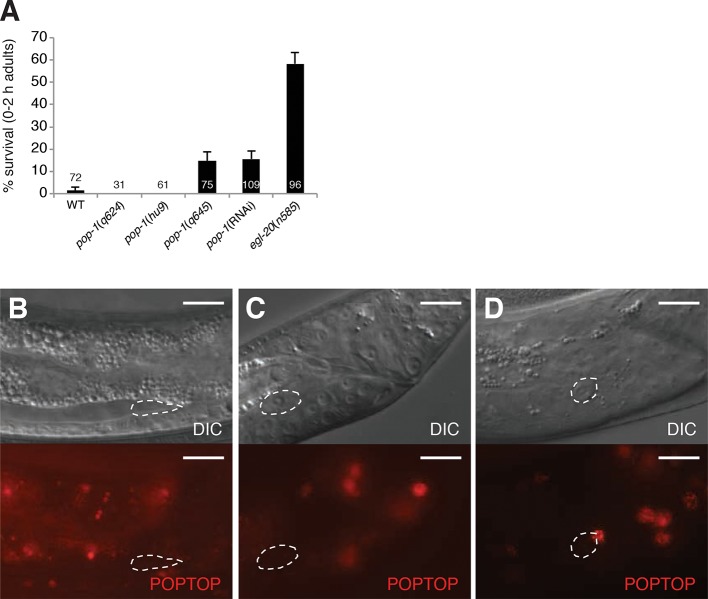 Figure 2—figure supplement 1.