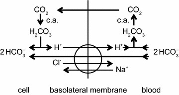 Fig. 7