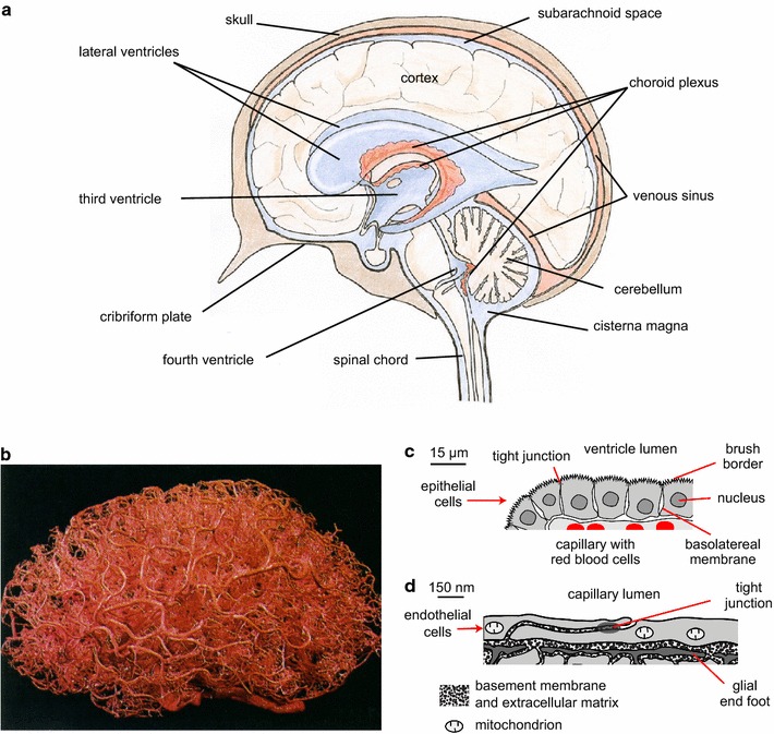 Fig. 1