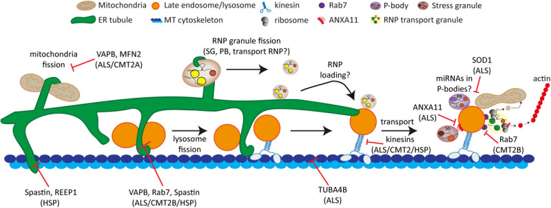 FIGURE 3