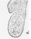 490