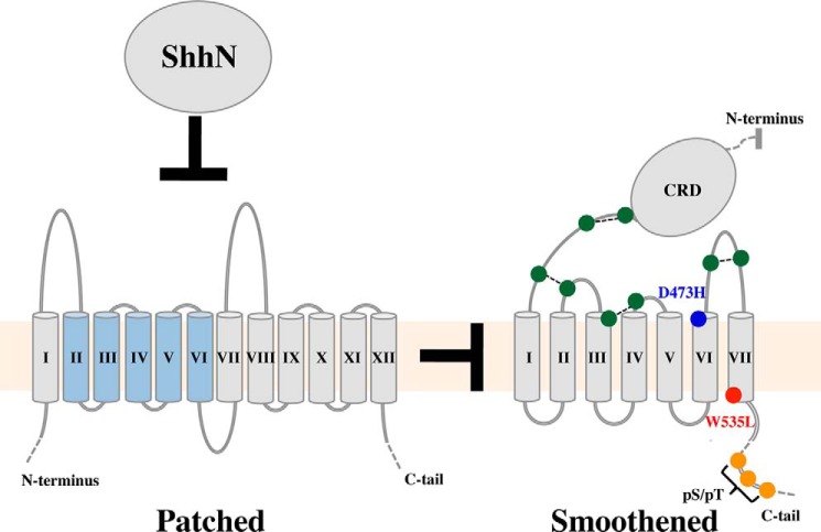 FIGURE 1.