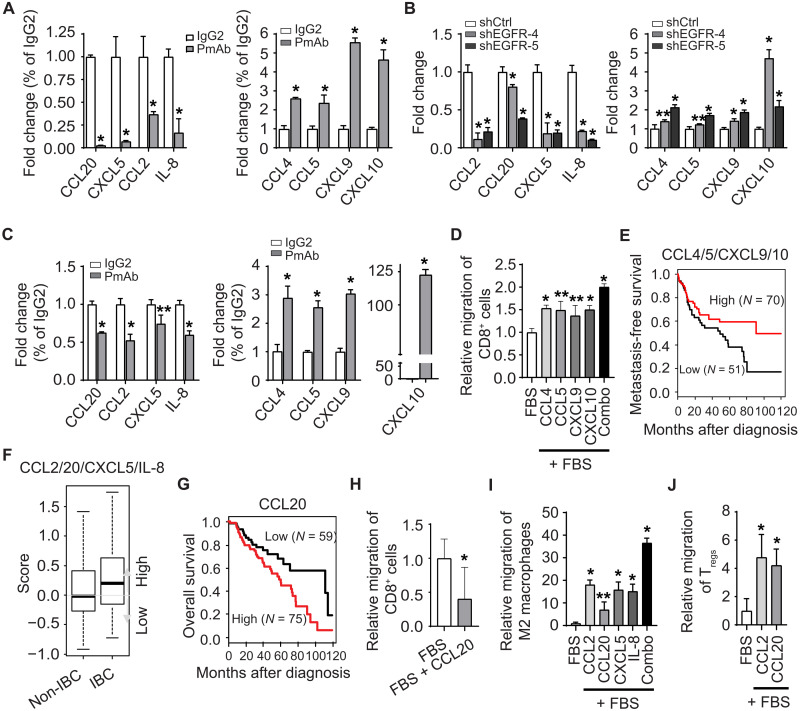 EGFR is a master switch between immunosuppressive and immunoactive ...