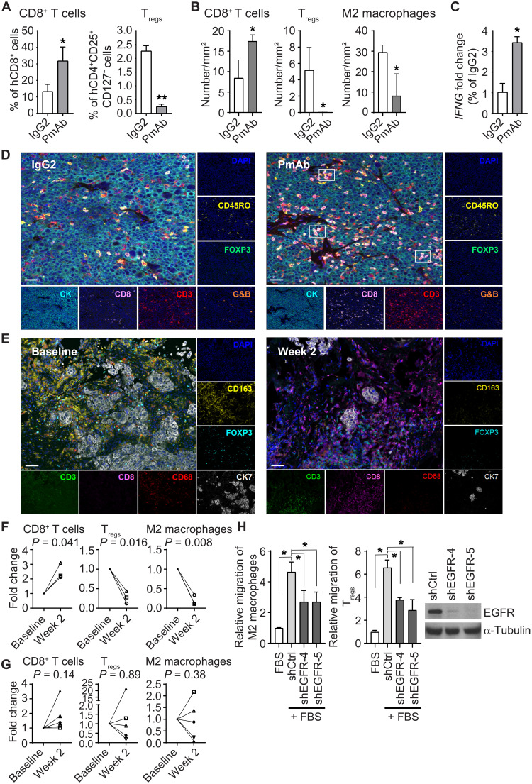 EGFR is a master switch between immunosuppressive and immunoactive ...