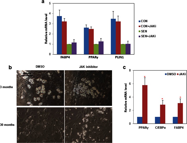 Figure 5—figure supplement 1.