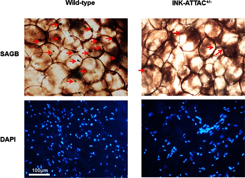 Figure 4—figure supplement 1.