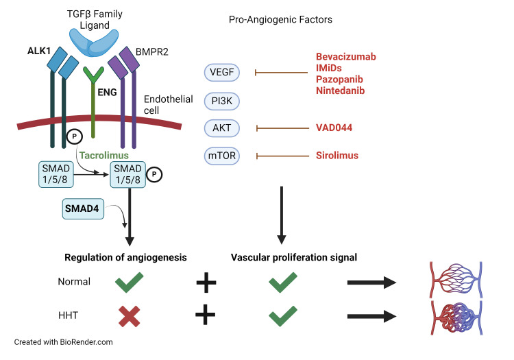 graphic file with name hem.2024000675_s1.jpg
