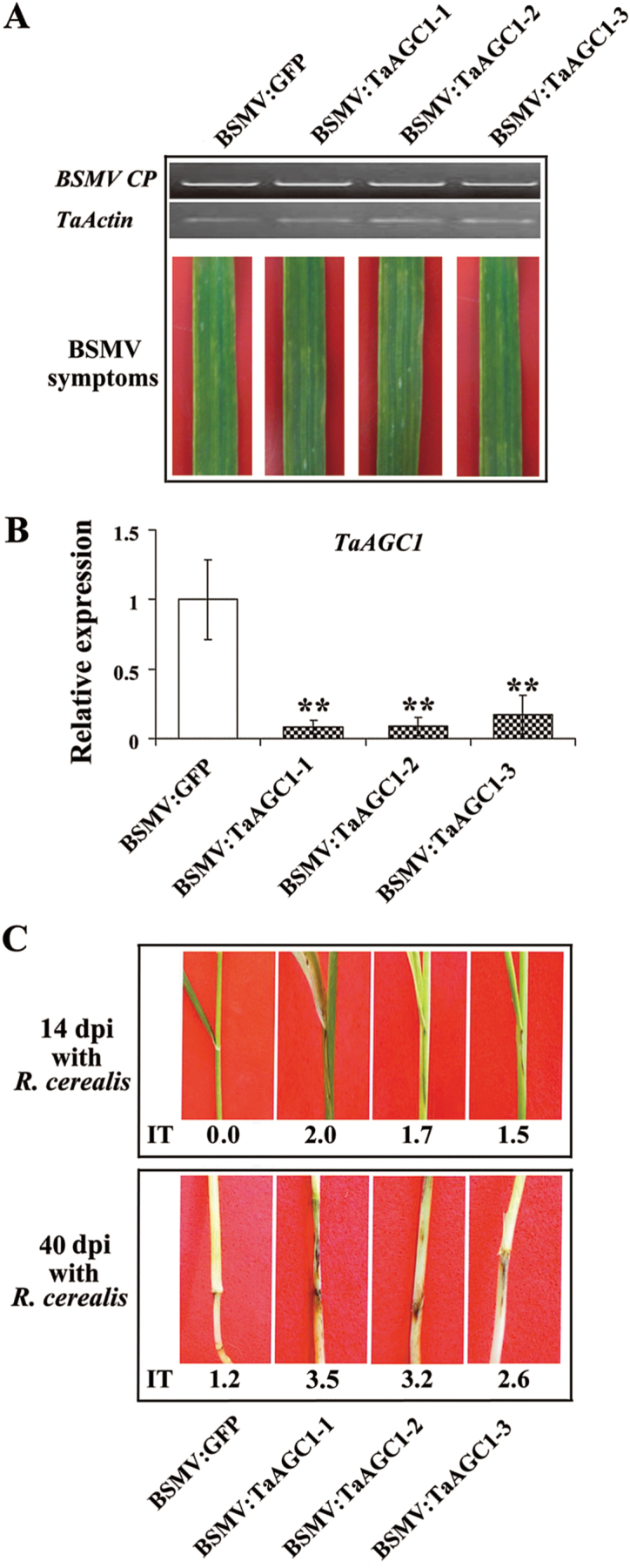 Fig. 5.