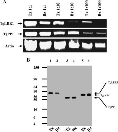 FIG. 6.