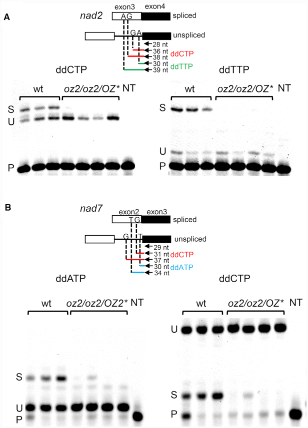 Figure 5.