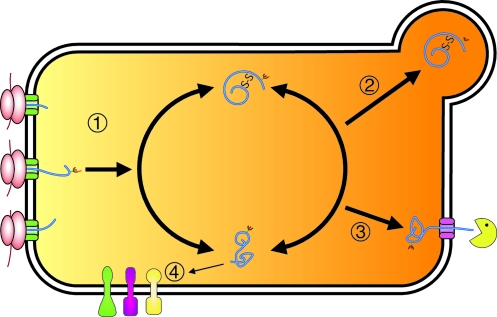 FIG. 2.