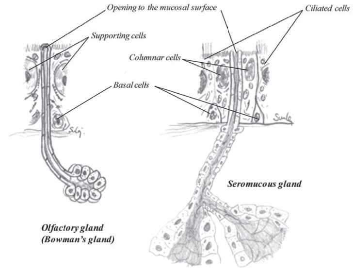 Fig. (17)