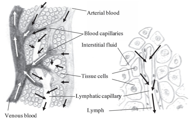 Fig. (12)