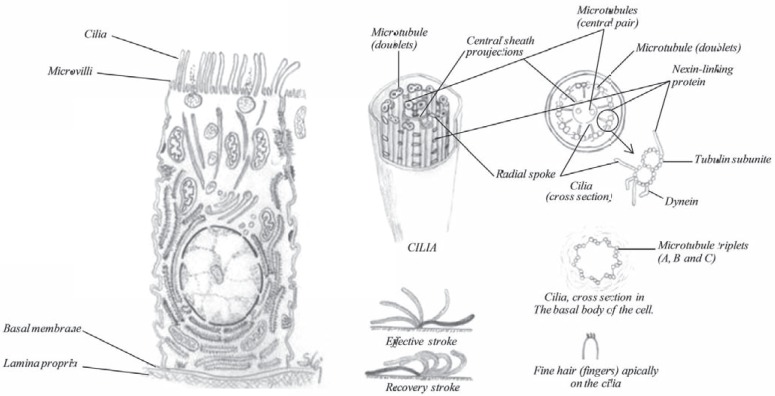 Fig. (19)