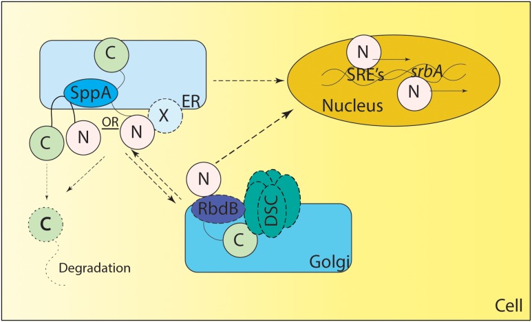 FIGURE 2