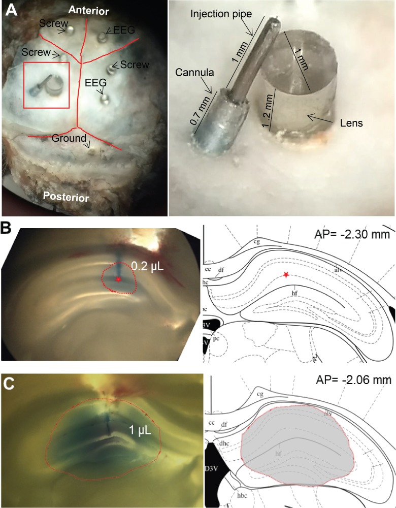 Figure 3—figure supplement 1.