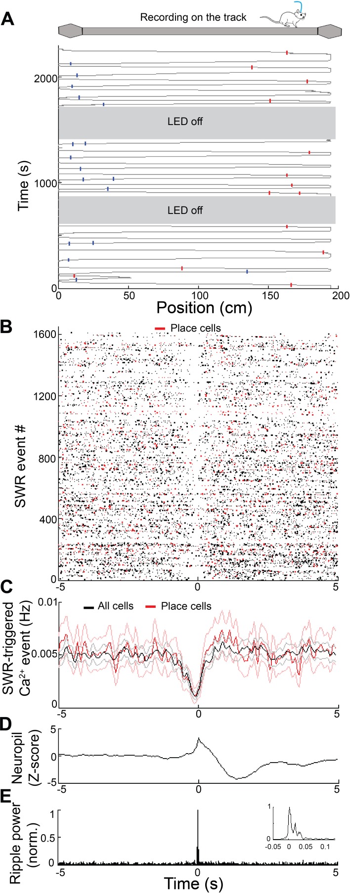 Figure 2—figure supplement 1.