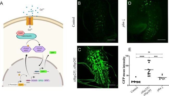 Fig 6