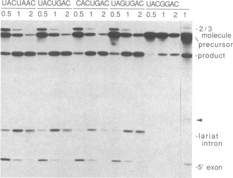 graphic file with name pnas00248-0243-b.jpg