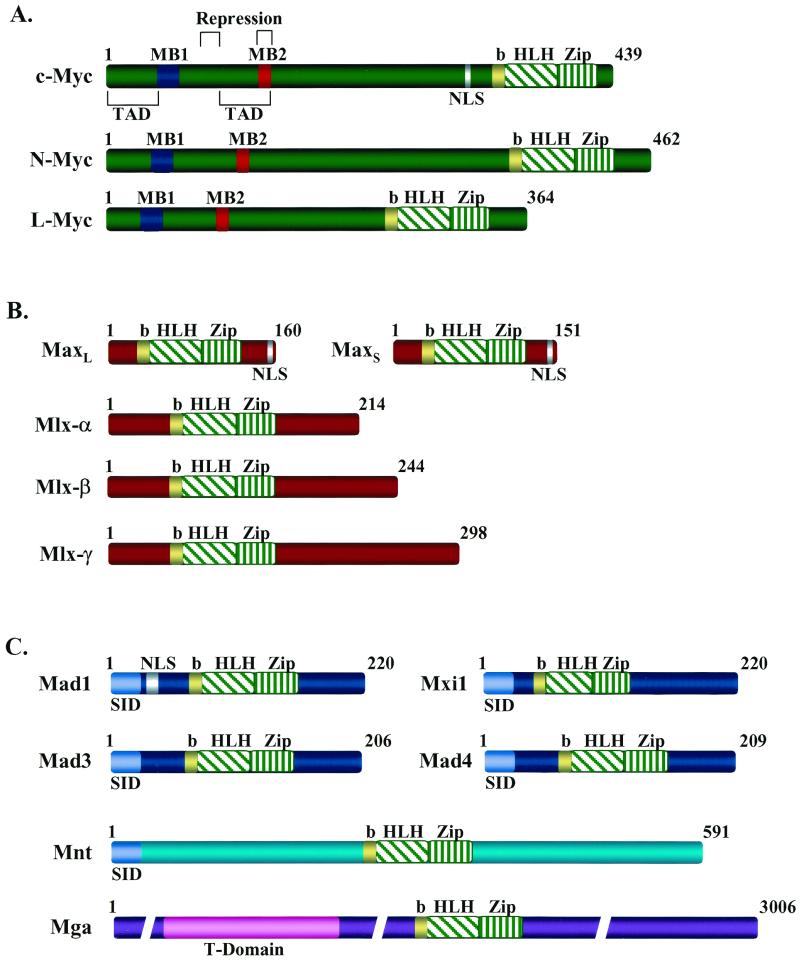 FIG. 1