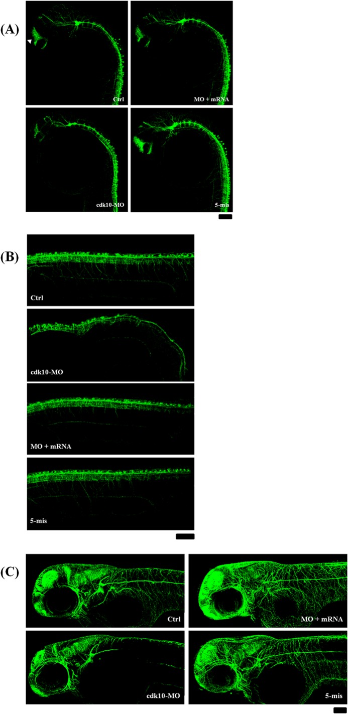 FIGURE 7.