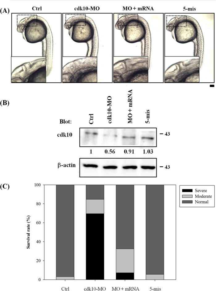 FIGURE 4.