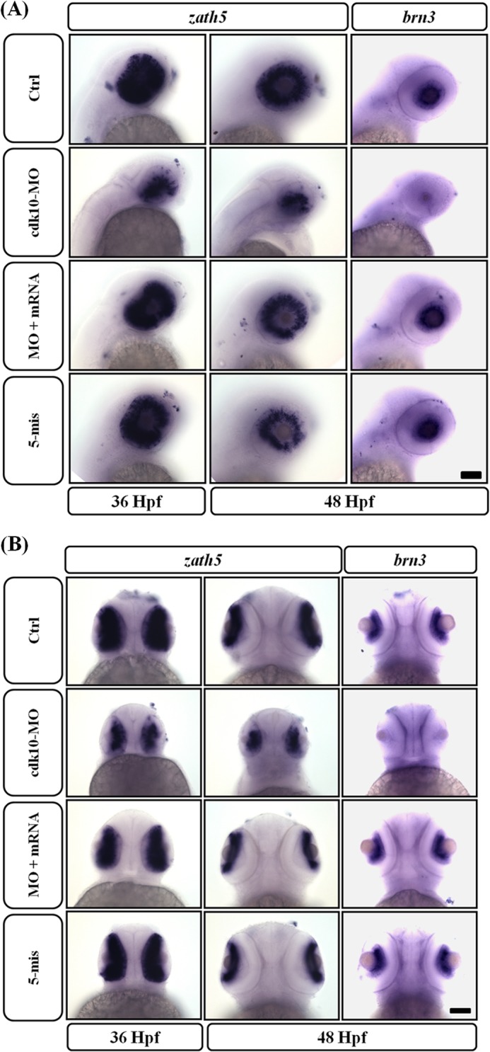 FIGURE 10.