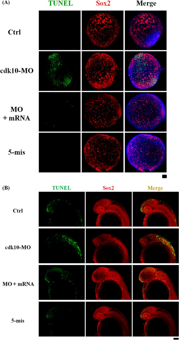 FIGURE 11.