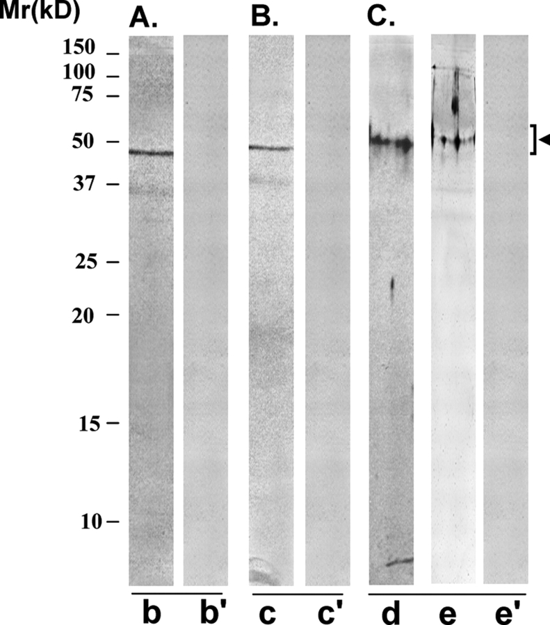 Figure 7: