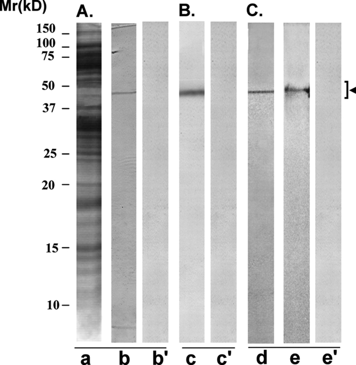 Figure 6: