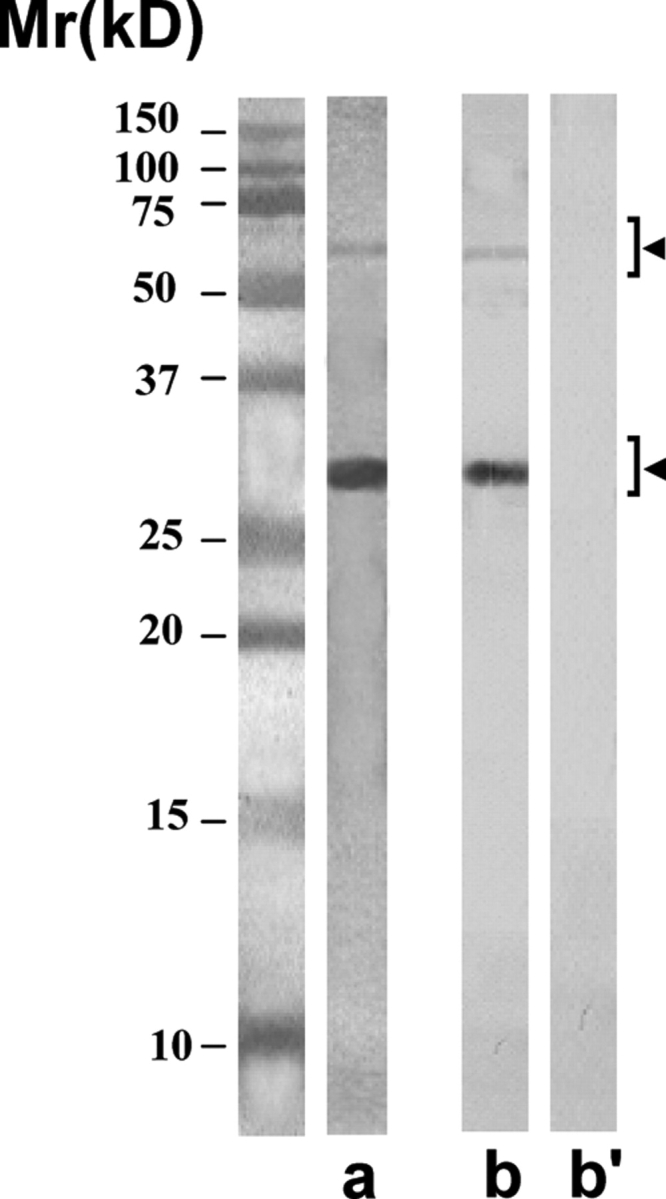 Figure 5: